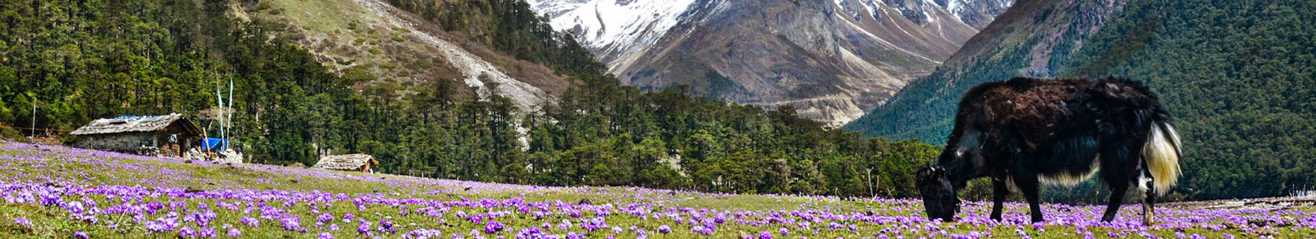 Dazzling Darjeeling